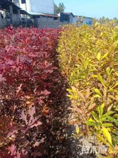 高度80厘米娜塔栎小苗