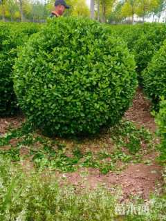 冠幅60厘米胶东卫矛球