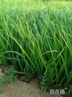 高度20厘米紫穗狼尾草