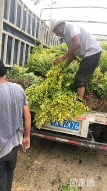 高度70厘米金叶女贞小苗