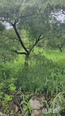 高度250厘米羽毛枫