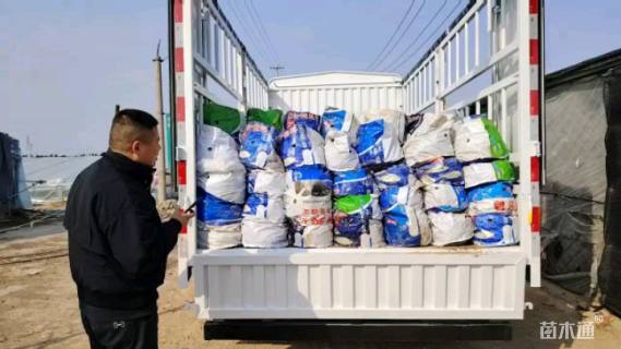 高度20厘米矮牵牛