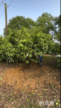 10公分丛生香橼