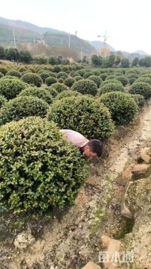 冠幅60厘米茶梅球