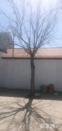 20公分暴马丁香