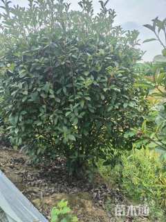 冠幅160厘米红叶石楠球