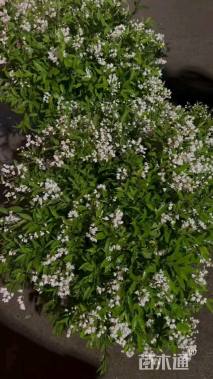 高度15厘米冰生溲疏