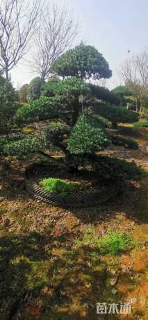 容器苗造型罗汉松