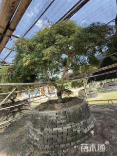 高度300厘米羽毛枫