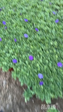 高度5厘米矮牵牛