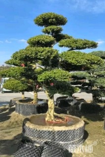 12公分造型黄杨