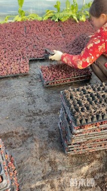 高度5厘米红叶景天