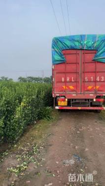 高度150厘米大叶黄杨柱