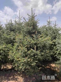 高度200厘米云杉