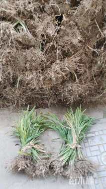 高度5厘米金边麦冬