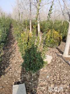 高度60厘米大叶黄杨