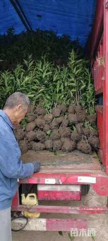 高度80厘米法国冬青