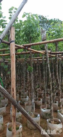 高度3.5厘米紫荆