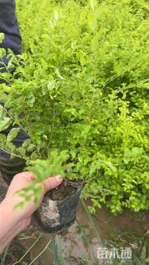 高度40厘米亮金女贞