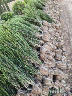 高度20厘米直立冬青