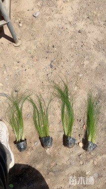 高度70厘米粉黛乱子草