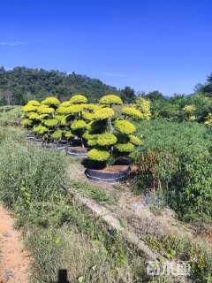 10公分造型亮晶女贞