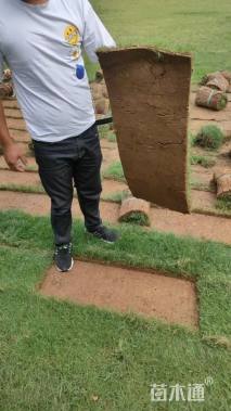 草卷状百慕大草