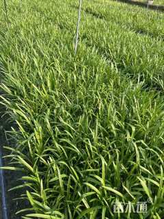 高度30厘米百子莲