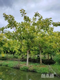 高度600厘米富贵榕