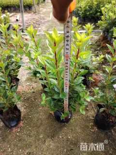 高度30厘米夏鹃