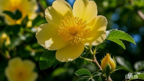 高度80厘米黄刺玫