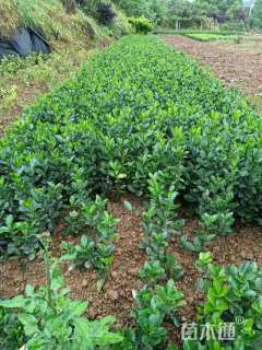 高度30厘米大叶黄杨小苗