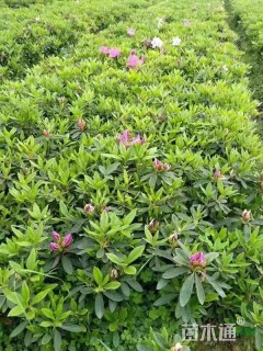 高度30厘米春鹃