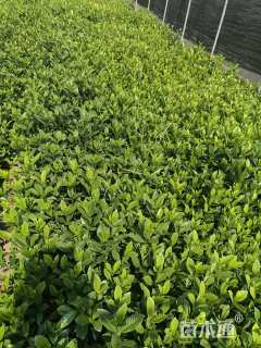 高度20厘米大叶栀子