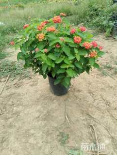 冠幅25厘米五色梅