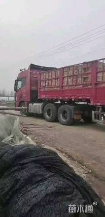 高度30厘米卫矛