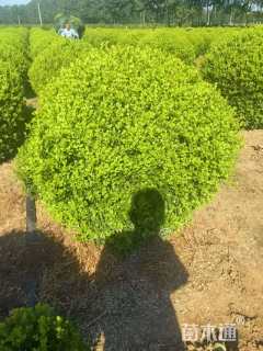 冠幅150厘米小叶黄杨球