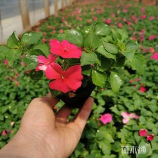 高度40厘米凤仙花