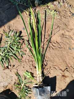 高度25厘米紫娇花