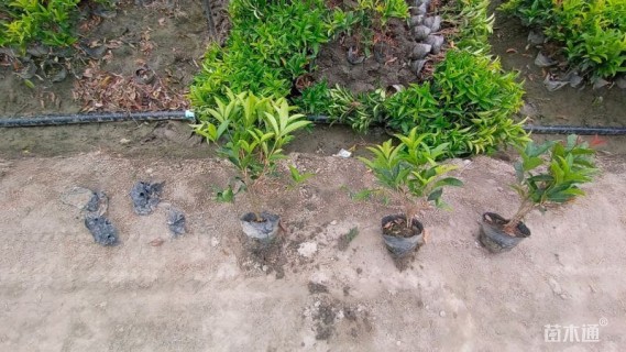 高度30厘米佛顶珠