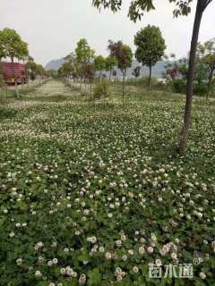 高度10厘米三叶草