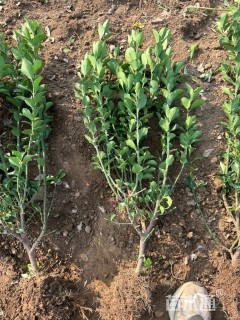 高度40厘米大叶黄杨