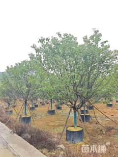 10公分福建山樱花