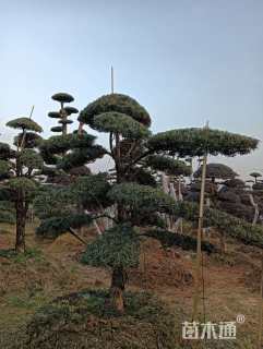 移栽苗造型罗汉松