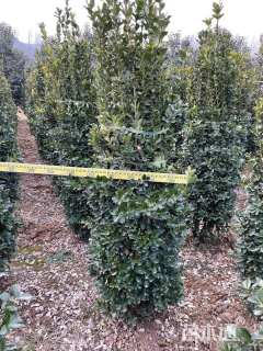 高度50厘米小叶黄杨