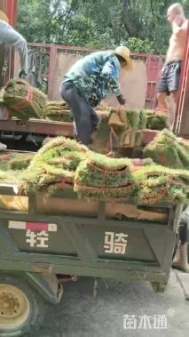 草卷状马尼拉草