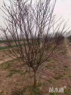 高度250厘米红叶榆叶梅