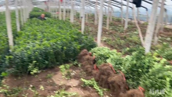 高度50厘米大叶黄杨