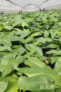 高度60厘米马蹄莲