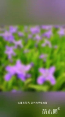 高度40厘米蓝花鸢尾